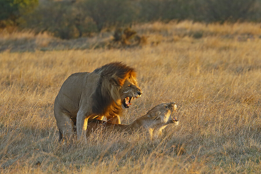 LIONS MATE AT SUNSET